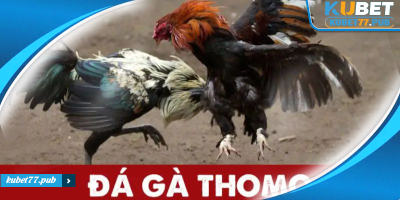 Định nghĩa chi tiết về hình thức chơi đá gà Thomo