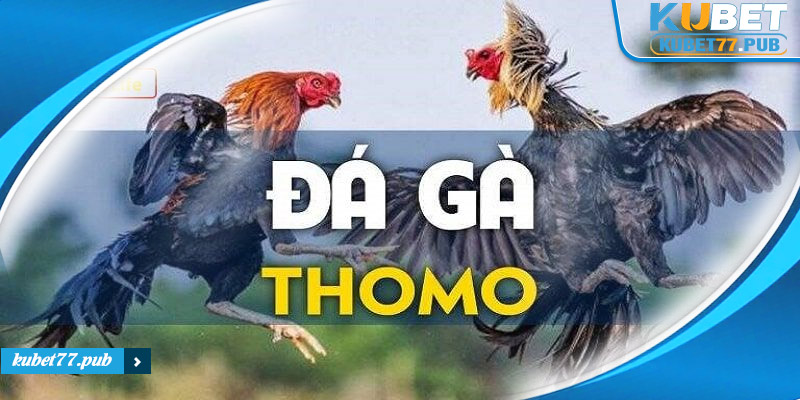 đá gà thomo